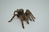Stripe Knee Tarantula