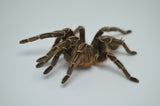 Stripe Knee Tarantula