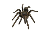 Stripe Knee Tarantula