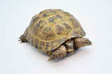Russian Tortoise