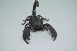 Emperor Scorpion