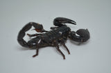 Emperor Scorpion