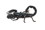 Emperor Scorpion
