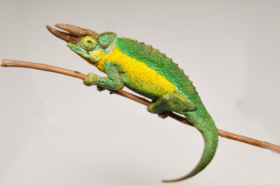 Rainbow Jacksons Chameleon for sale – TikisGeckos