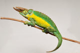 Rainbow Jacksons Chameleon