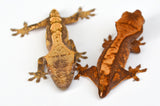 Baby Tailless Crested Gecko Special
