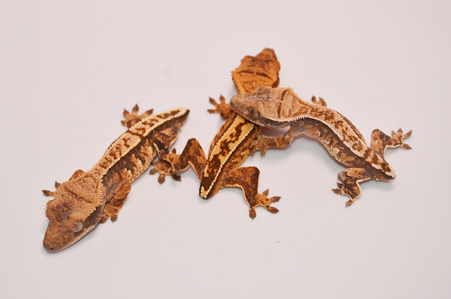 Baby High End Tailless Crested Gecko for sale TikisGeckos