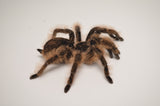 Curly Hair Tarantula