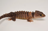 White Eyed Crocodile Skink