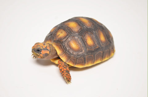 Baby Red Footed Tortoise