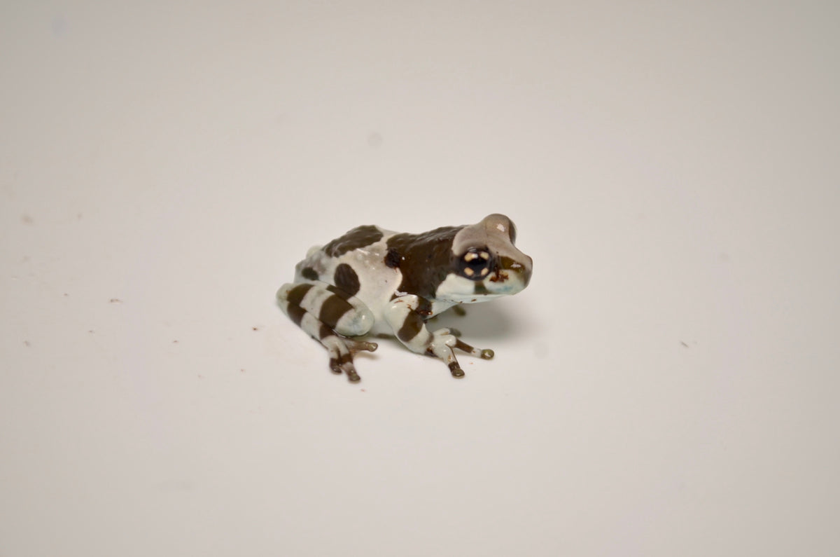 Amazon Milk Frog for sale TikisGeckos