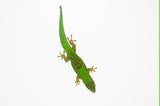 Lined Day Gecko