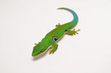 Peacock Day Gecko