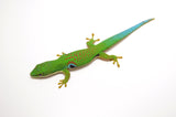 Peacock Day Gecko