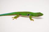 Peacock Day Gecko