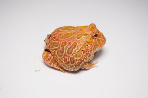 Strawberry Pacman Frog