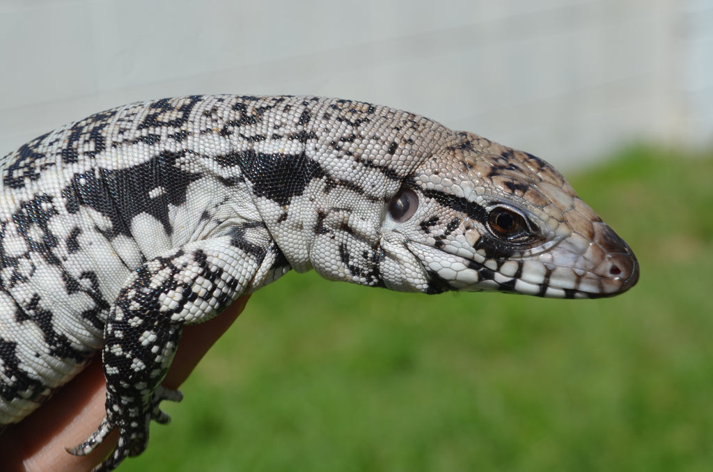 The Tegu Project