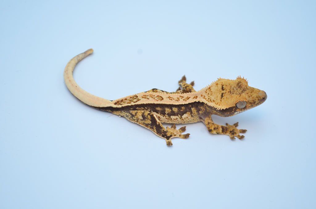 Are Crested Geckos Good Pets for Kids?