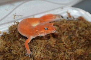 Proper Supplementation for Leopard Geckos