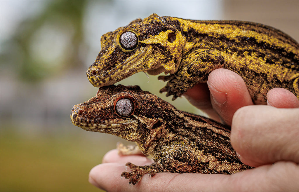 Thinking Gecko Gargoyle Gecko Set-Up Breakdown for Beginners! READ THIS If you are th ...