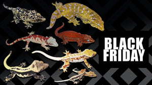 Black Friday Sale (Crested Geckos, Gargoyle Geckos, Blue Tongue Skinks & MORE)