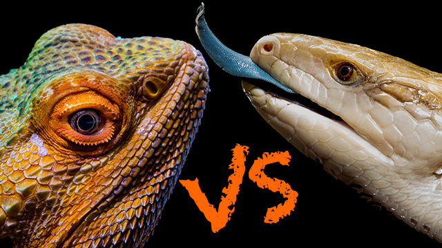 Bearded Dragons vs Blue Tongue Skinks! Which is right for you?