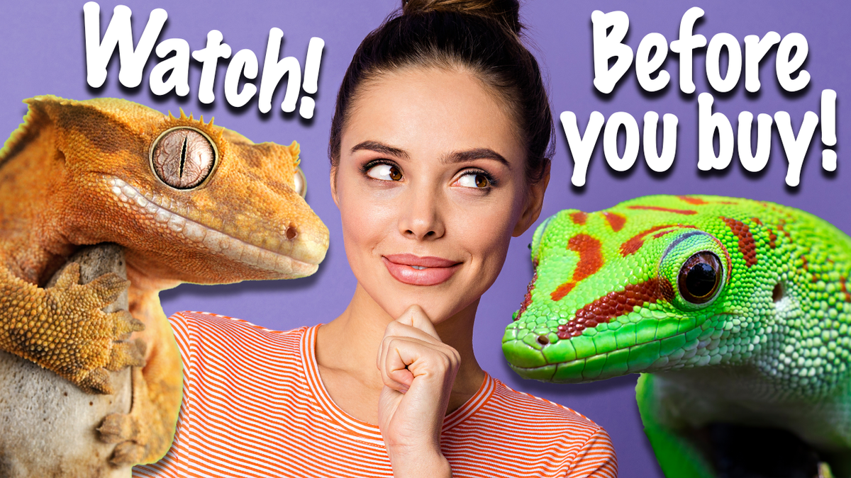 What type of Gecko is Right for YOU? – TikisGeckos