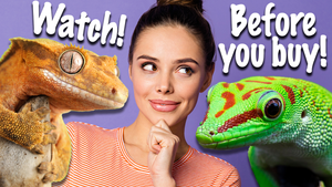 What type of Gecko is Right for YOU?