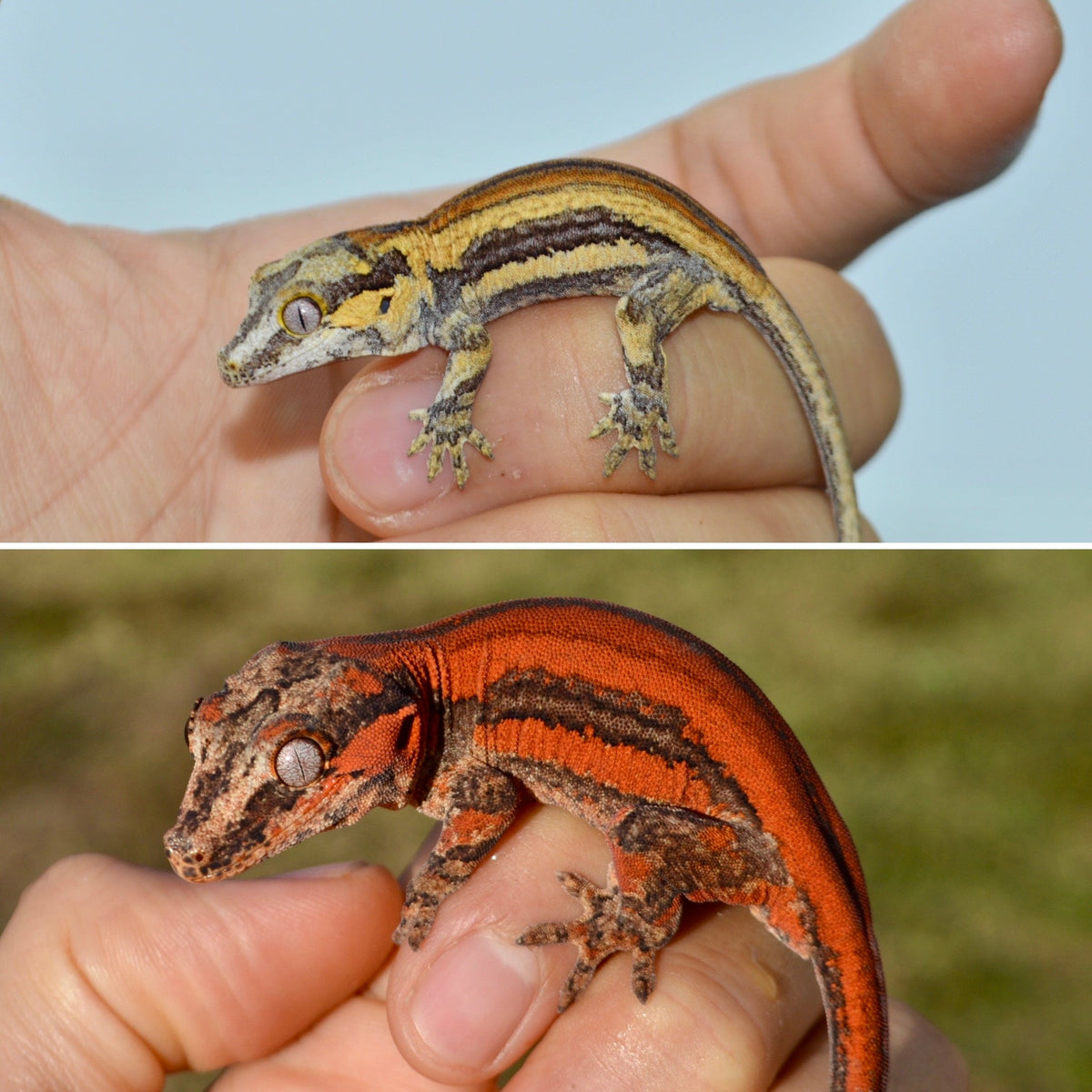 Color Progression on Gargoyle Geckos! – TikisGeckos