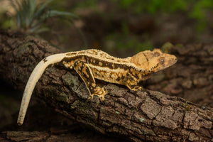 Setting Up Your New Crested Gecko Enclosure!