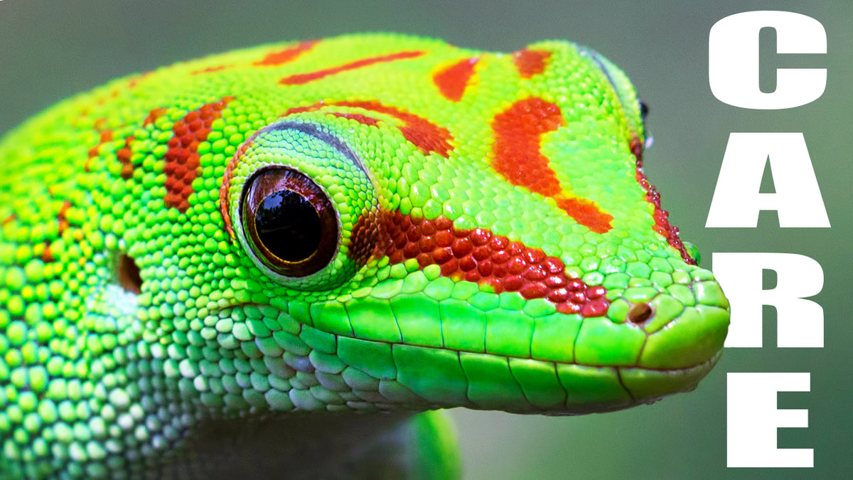 The Fascinating World of Giant Day Geckos – TikisGeckos