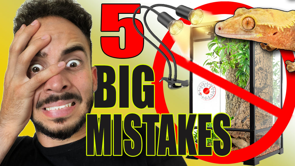The 5 Critical Mistakes That New Crested Gecko Owners Make + Setting up a New Baby Gecko!