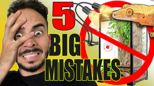 The 5 Critical Mistakes That New Crested Gecko Owners Make + Setting up a New Baby Gecko!