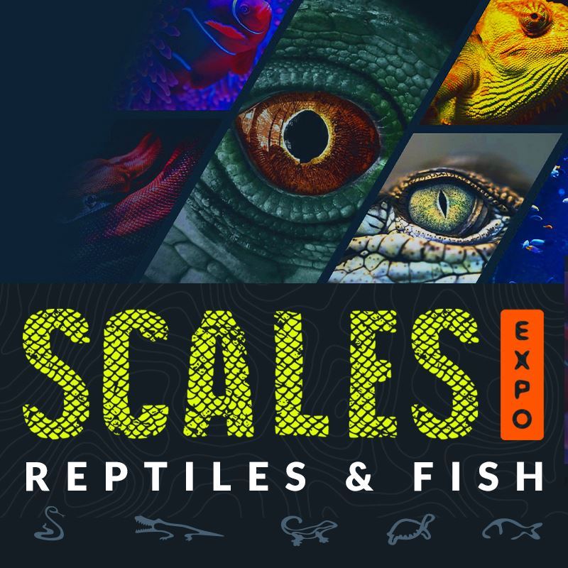 Scales Expo 2024