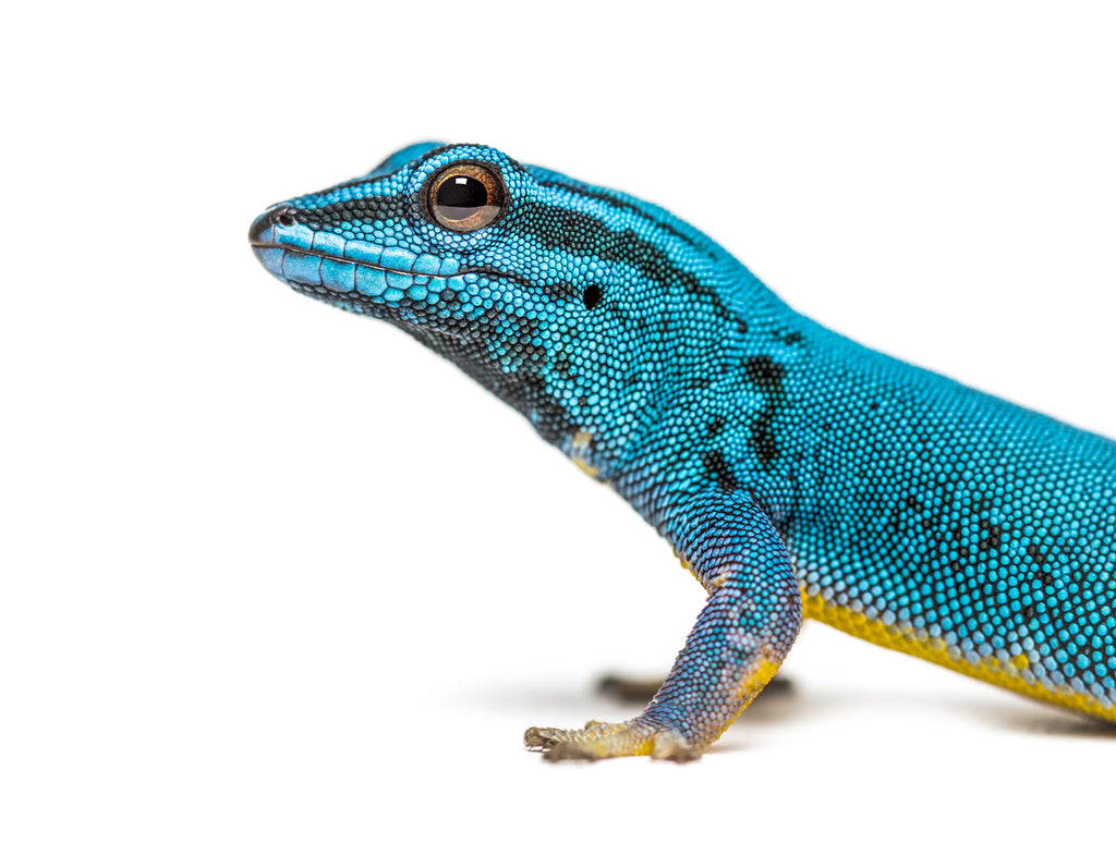 Tinley Park Reptile Expo 2025