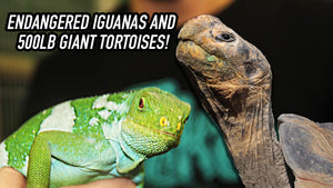 Fiji Banded Iguanas and Giant Galapagos Tortoises!