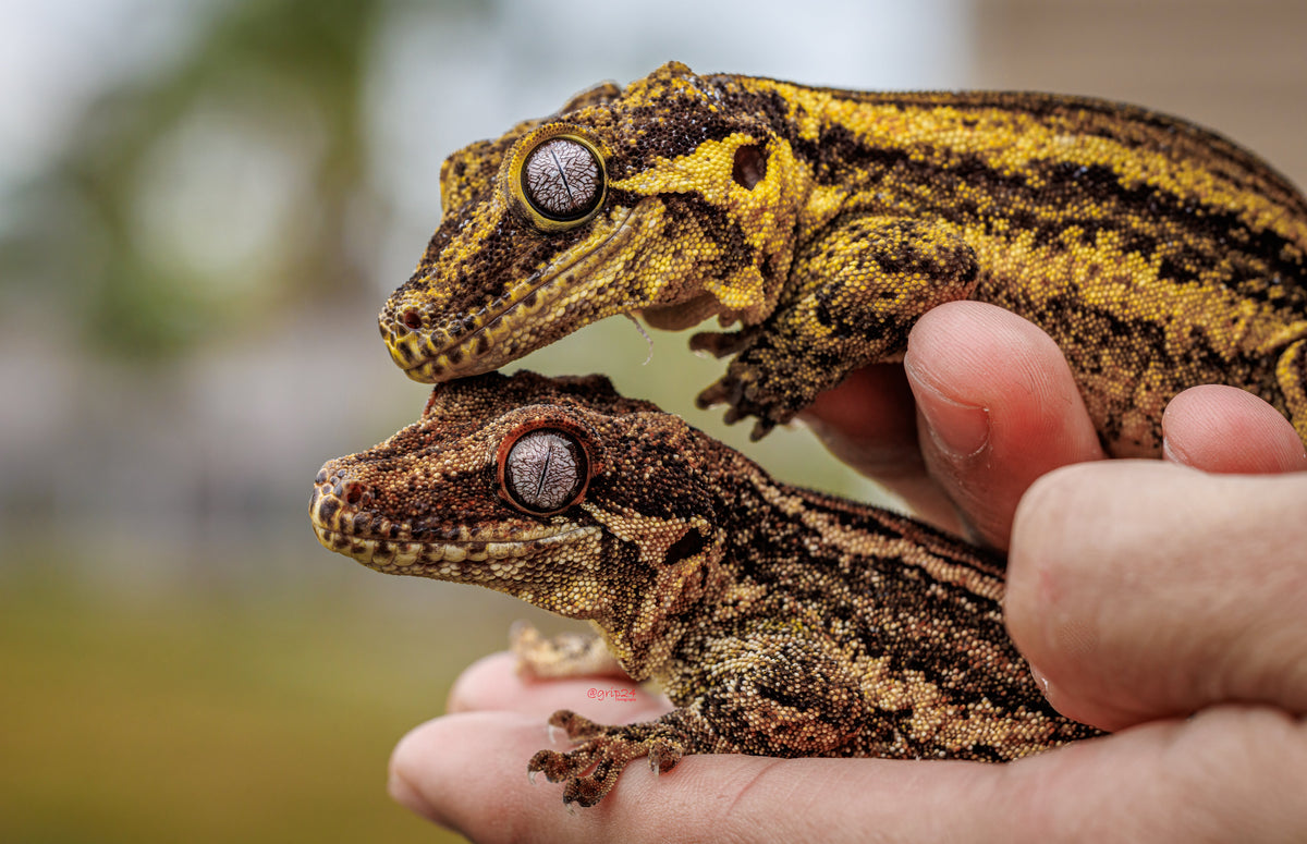 Pet Store vs Breeder: What’s the Best Place to Buy a Gargoyle Gecko ...