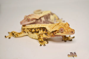 What's new to our Tikis Geckos website