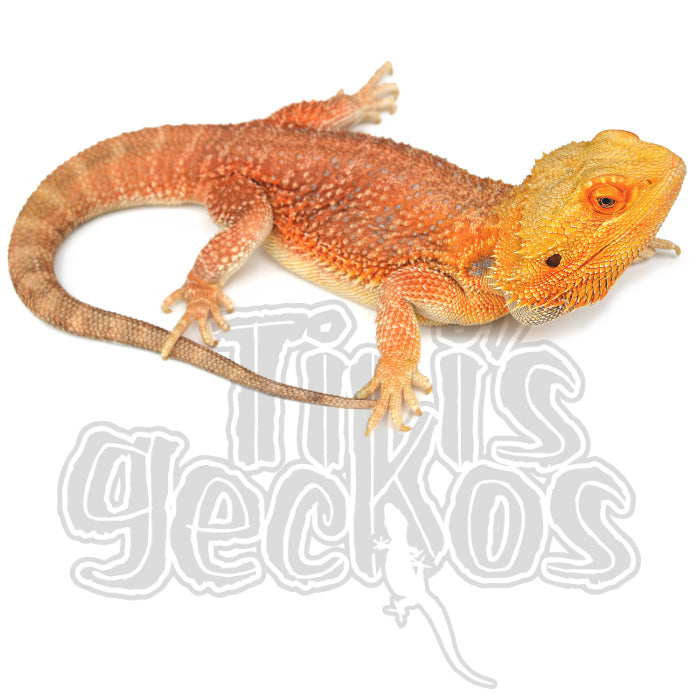 Bearded Dragons For Sale – TikisGeckos