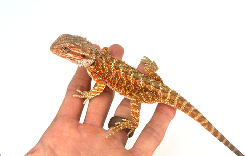Hypo Orange Bearded Dragon