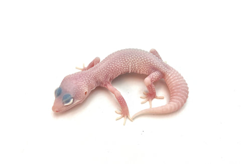 Diablo Blanco Leopard Gecko