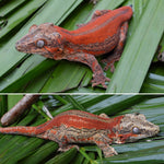 Red Striped Gargoyle Gecko (INCREDIBLE COLOR)