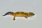 Firebold (Het Tremper) Leopard Gecko