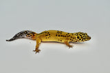 Firebold (Het Tremper) Leopard Gecko