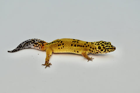 Firebold (Het Tremper) Leopard Gecko