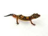 Mandarin Zorro Bold/Bandit Leopard Gecko