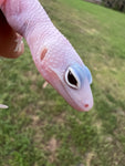 Diablo Blanco Leopard Gecko