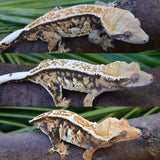Tricolor Pinstripe Crested Gecko (Xerxes offspring)