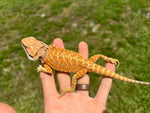 Hypo Orange Bearded Dragon