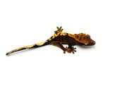 100% Het Axanthic Crested Gecko